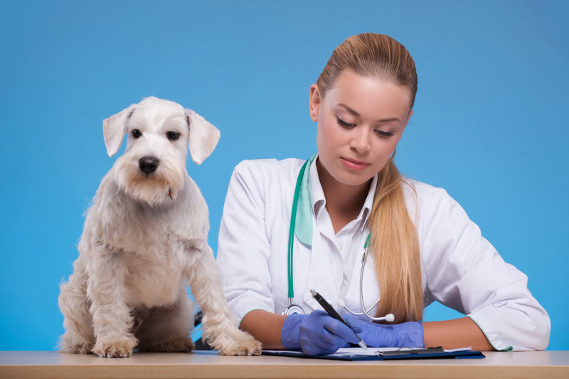 查看他的病历-一位年轻的女性兽医在她的办公室检查一只狗-并在蓝色背景下的医学图表上写下这张照片