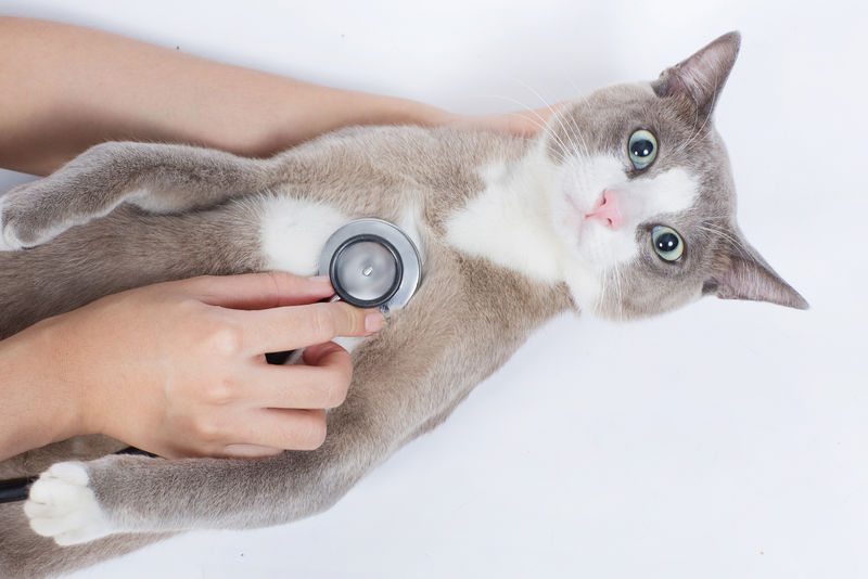 猫兽医检查听诊器猫有休克和恐惧