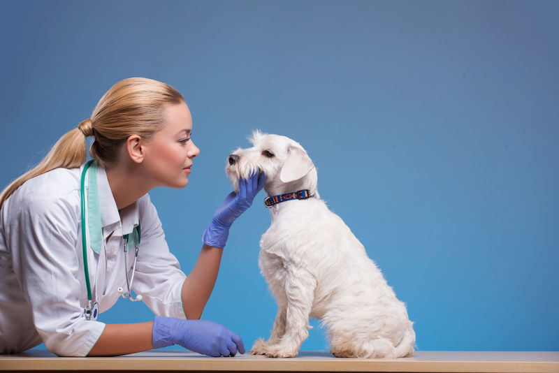 我们会照顾好你的宠物-一个年轻漂亮的兽医拍了一只可爱的狗-它被隔离在蓝色的背景下