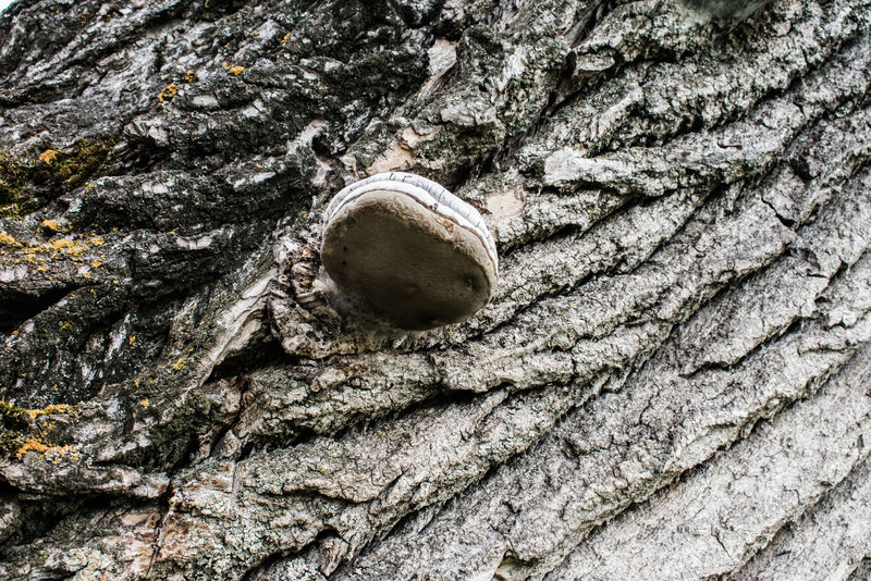 蘑菇单色树干