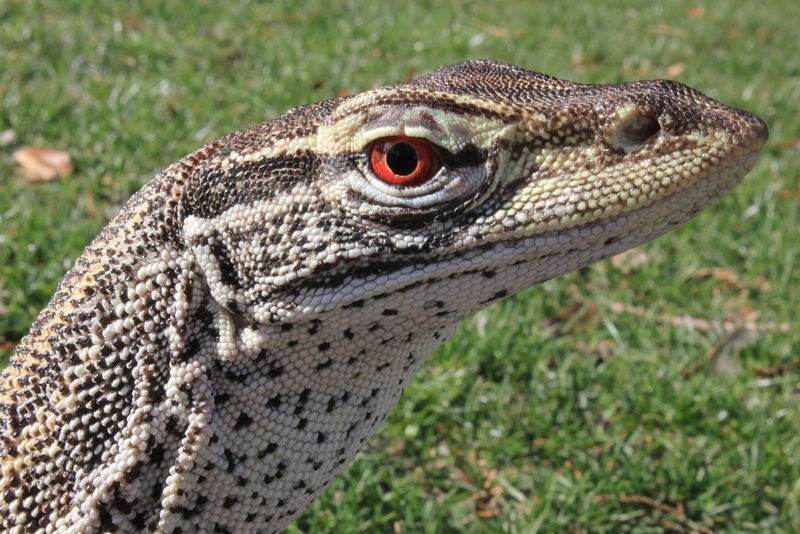 澳大利亚沙漏监测公司（Varanus Gouldii）。