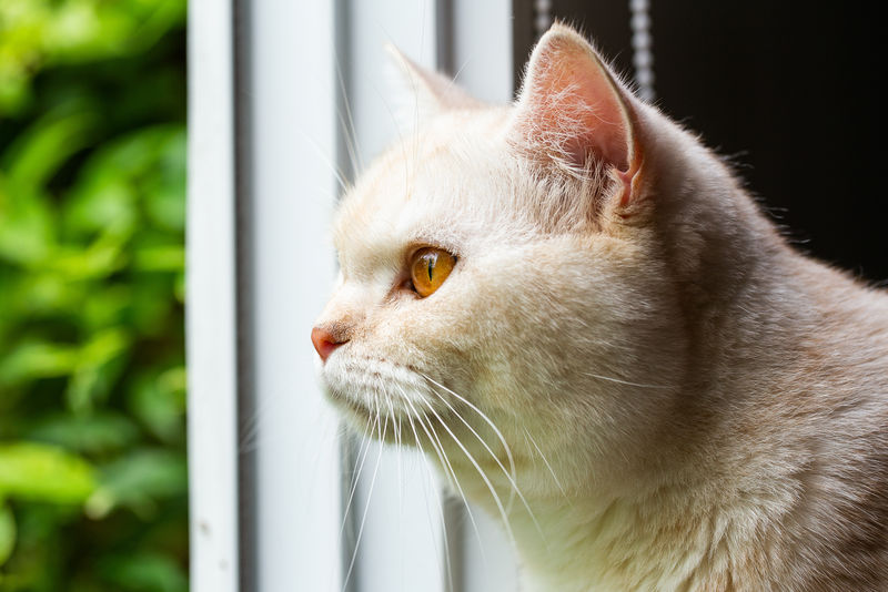 窗口的黄猫