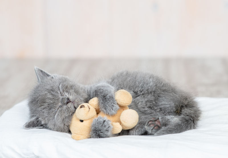 小猫咪和玩具熊在家里的床上睡觉