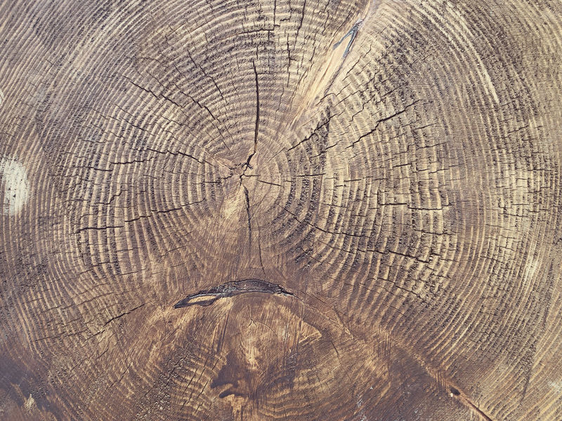 温暖的扁平木材纹理的特写-从大自然中砍下的树桩年轮