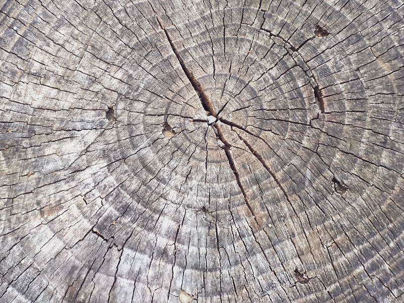 树桩木质结构和背景