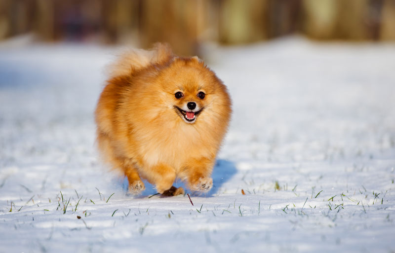 快乐的斯皮茨狗在雪上奔跑