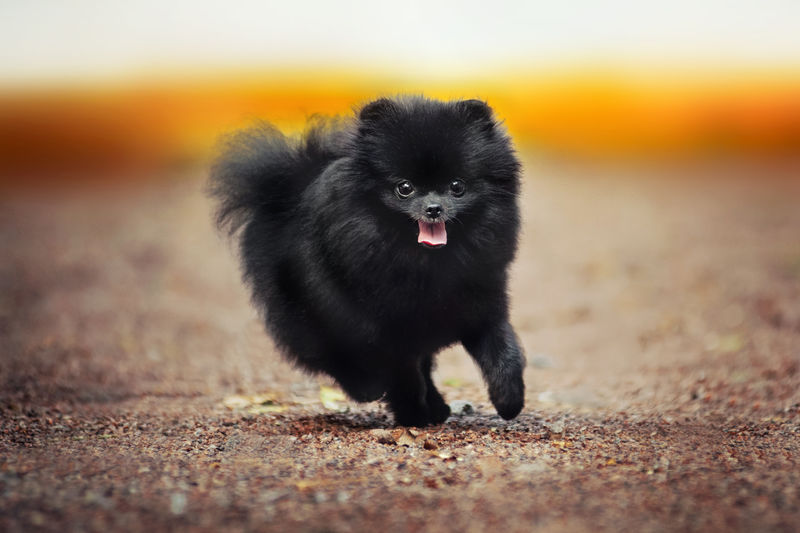 黑色波美拉尼亚犬在摄像机前奔跑