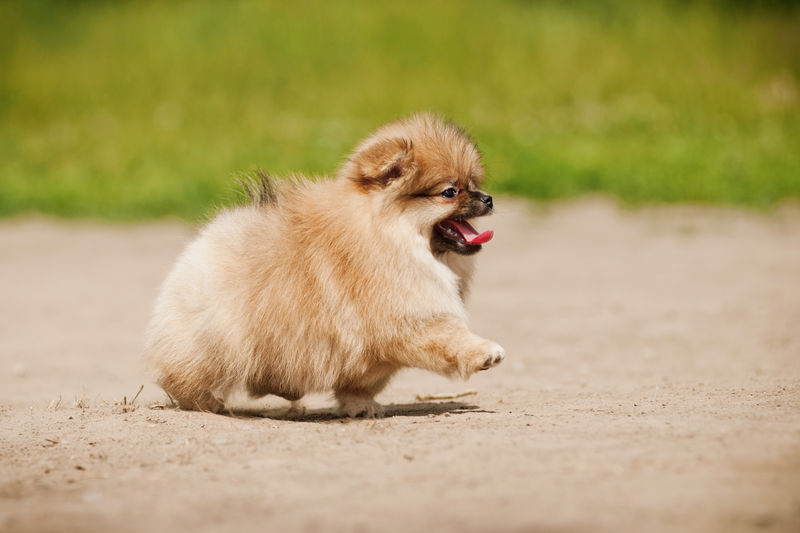 夏季散步的小波美拉尼亚犬