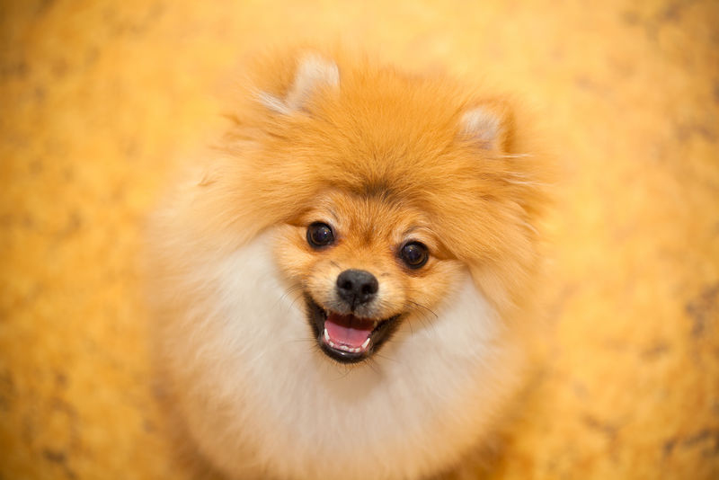狗吐橘子-小狗繁殖-对着镜头微笑