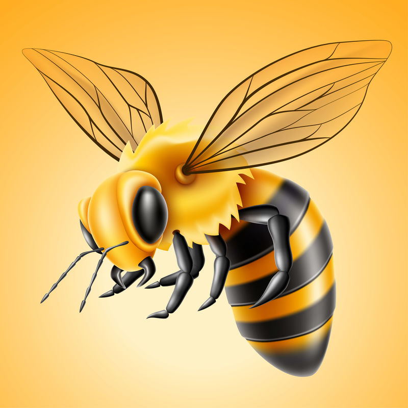矢量逼真飞行蜜蜂天然蜂蜜产品