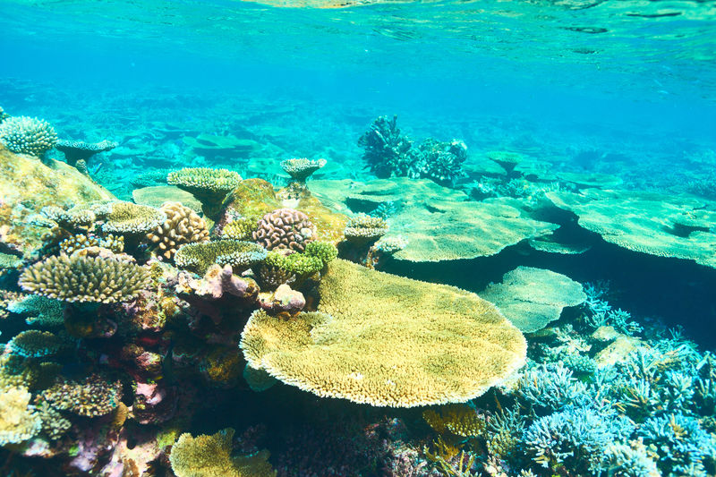 马尔代夫南阿里环礁珊瑚礁
