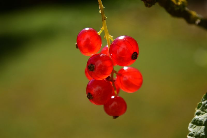 夏日阳光下闪闪发光的一束成熟多汁的红醋栗浆果-挂在树枝上