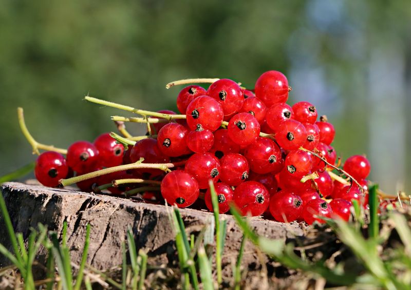 在炎热的日子里-在树枝上结出成熟的红醋栗浆果-夏季图片-高产品种