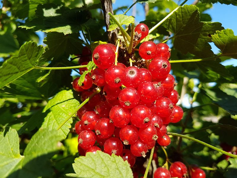 灌木上成熟的红醋栗-家里花园里的美味水果-夏天的季节