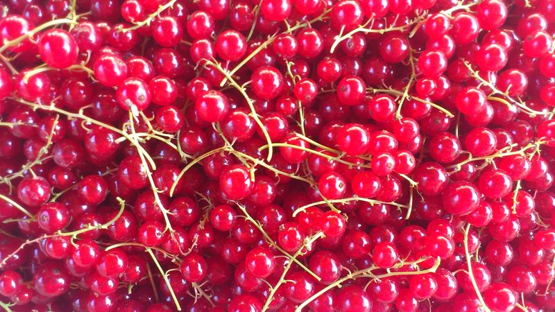 红浆果细节-健康食品背景-芬兰