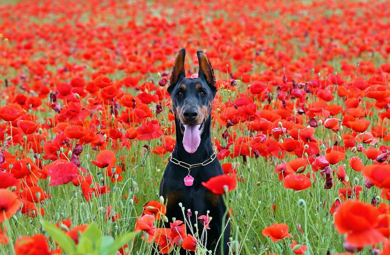 一只杜宾犬-夏天在斯洛伐克西部一片广阔的野生红罂粟草地上