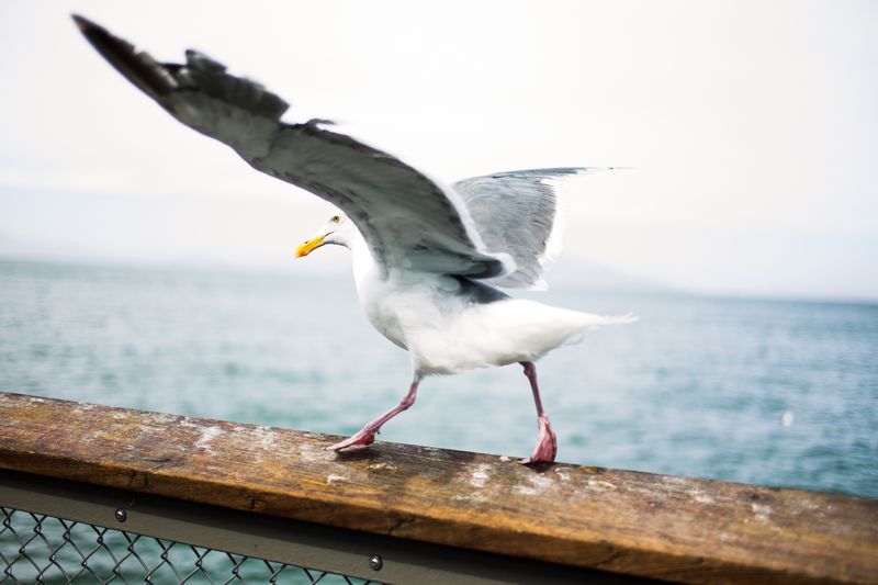 飞行海鸥