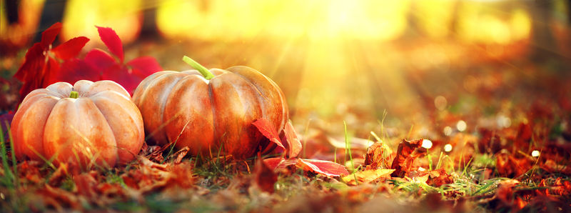 秋季感恩节背景-万圣节南瓜-补丁-美丽的节日秋天的节日概念-秋天场景-橘色南瓜罩着美丽明媚的秋色自然背景-收获