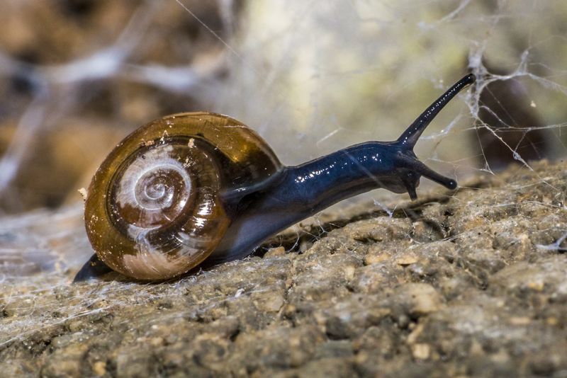 北卡罗莱纳州西部-一只蓝蜗牛沿着一块岩石爬到皮斯加山的小径上