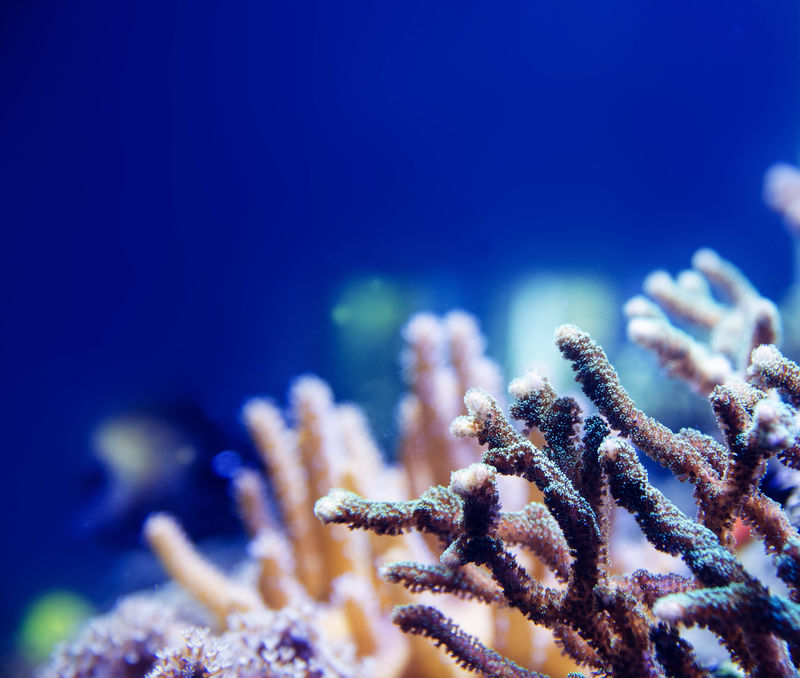 深蓝色海洋中的珊瑚
