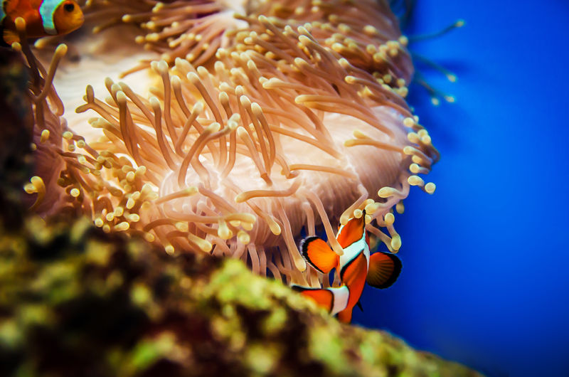 深海海葵珊瑚