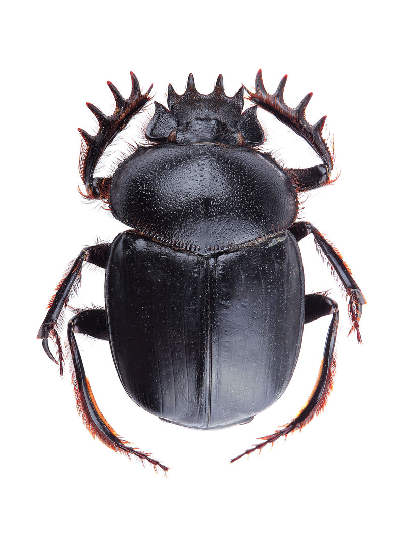白色分离的粪甲虫（scarabeus sacer）