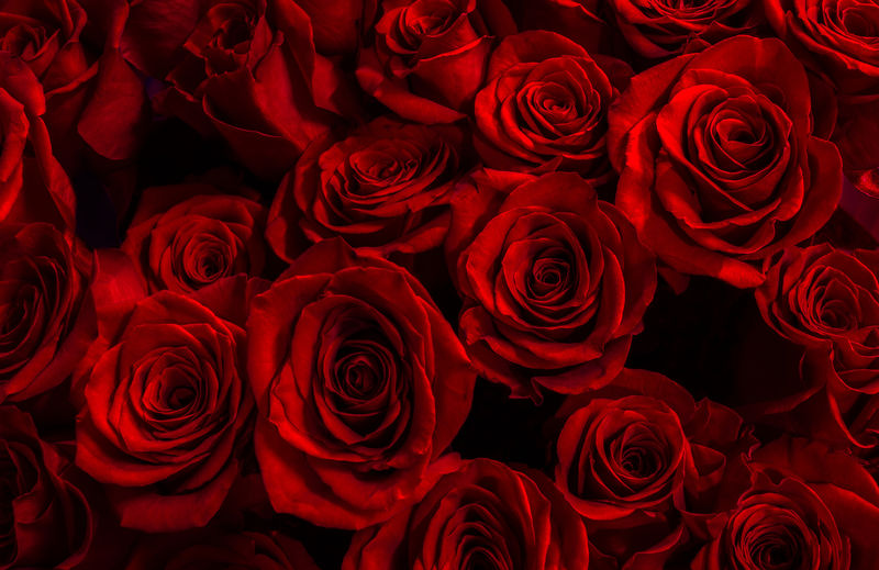 在黑色背景上隔离的红玫瑰。带Ro的贺卡