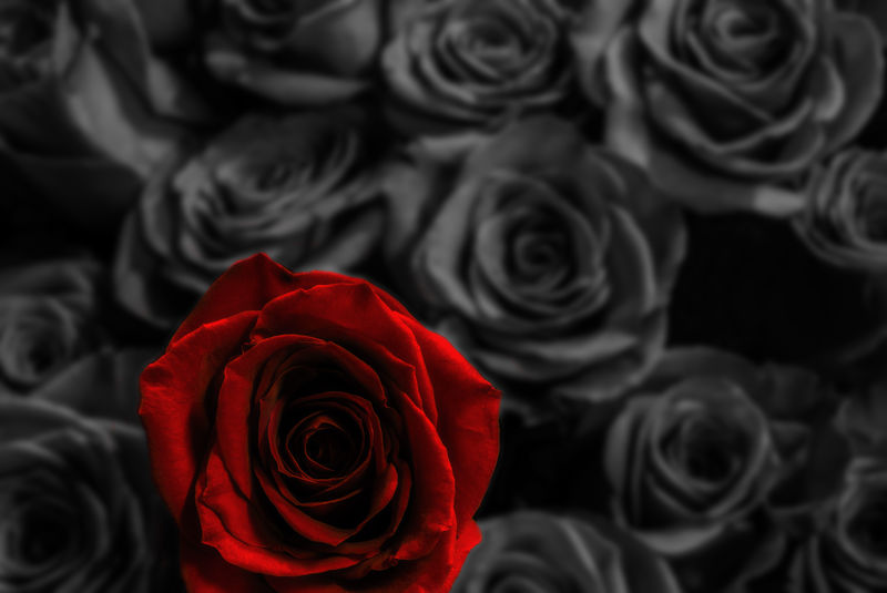 在模糊的玫瑰背景上的红玫瑰。带flowe的贺卡