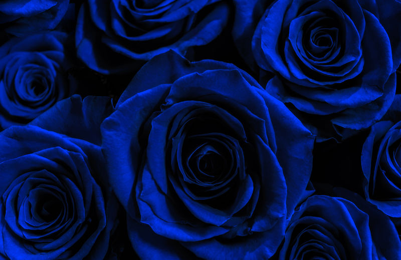 在黑色背景上隔离的深蓝色玫瑰。贺卡WI