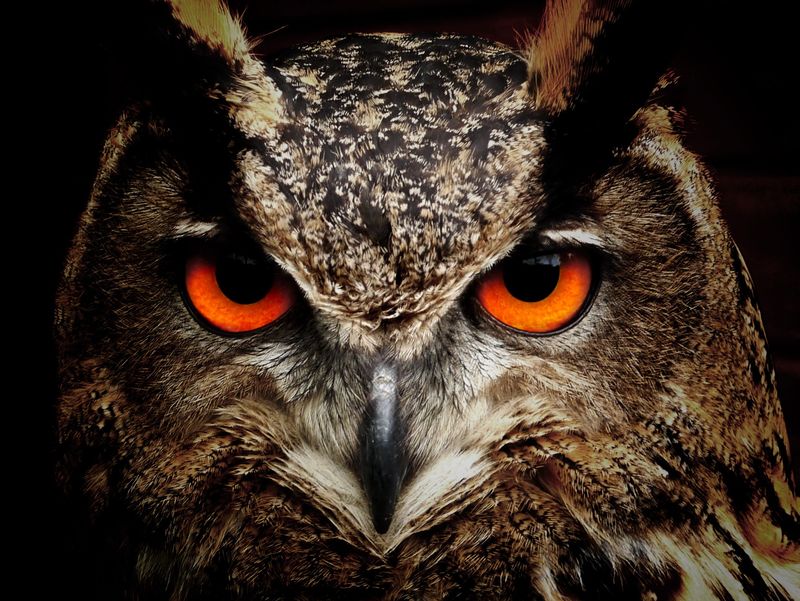 红眼睛的猫头鹰