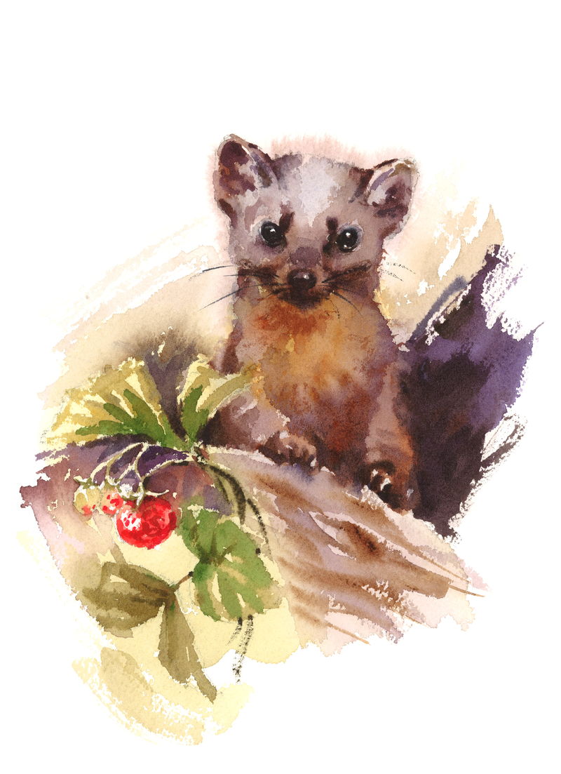 水彩野生动物貂皮草莓手绘插图白色背景
