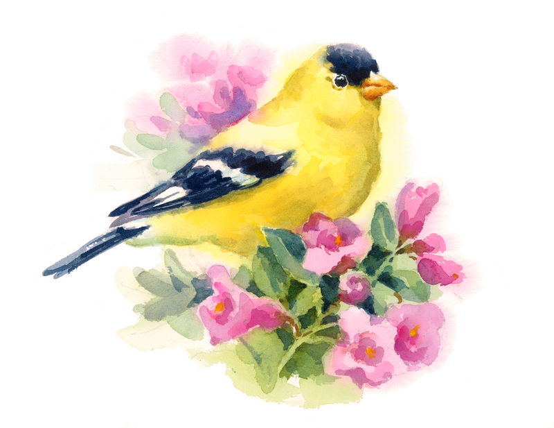 水彩鸟美国金翅雀坐在花枝上手绘花卉贺卡插画隔离在白色背景上