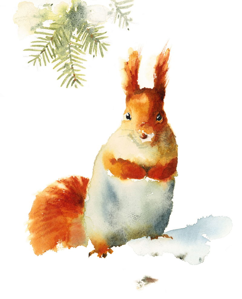 坐在雪地上的水彩画松鼠-白色背景上动物隔离的手绘插图