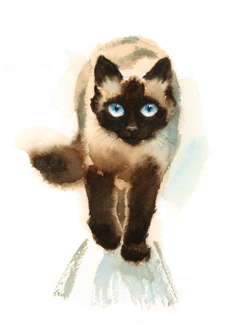水彩暹罗猫走手绘素描宠物肖像画隔离在白色背景上