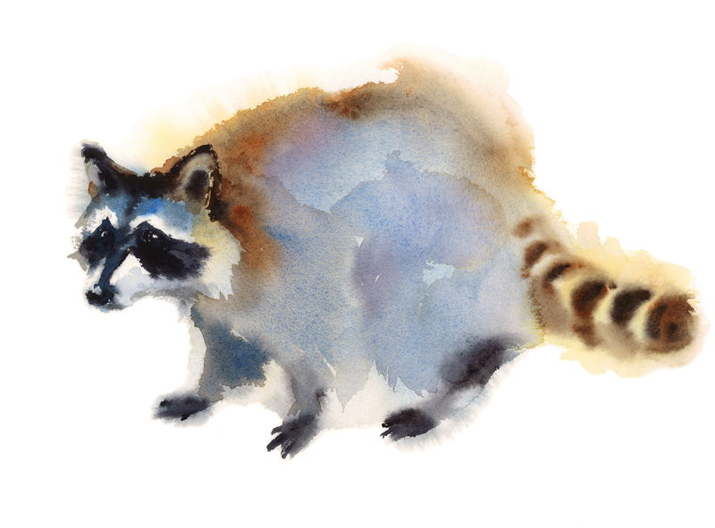 白色背景上分离的水彩画浣熊动物手绘插图