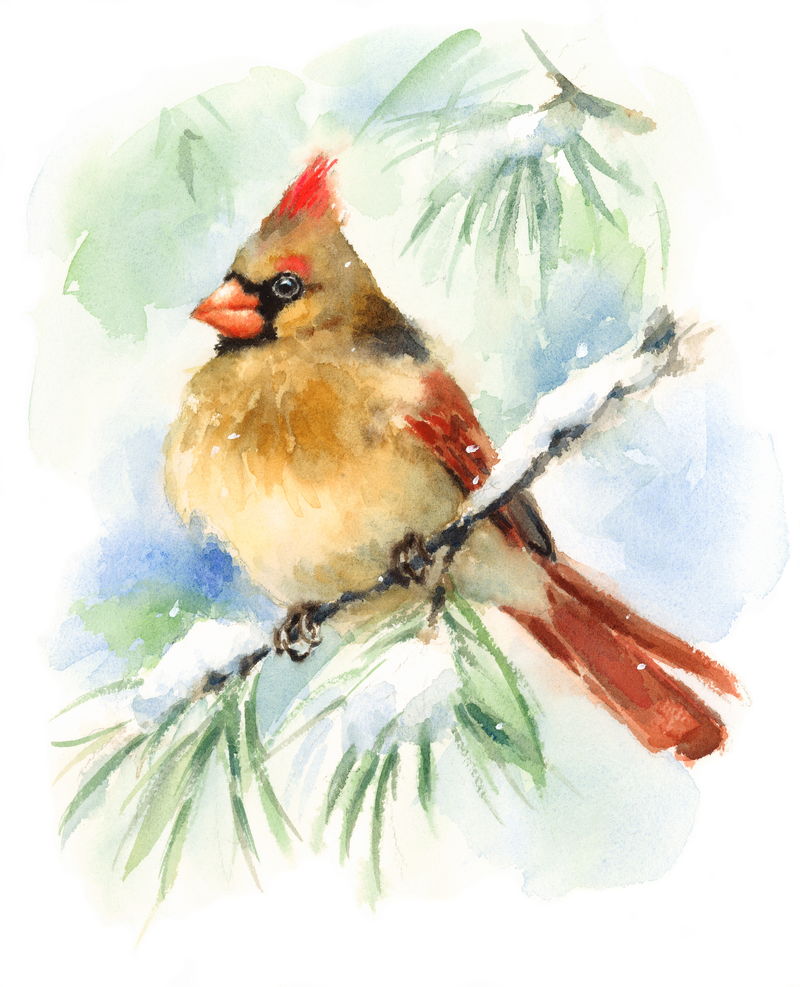 水彩鸟女红衣主教冬季圣诞手绘贺卡插画