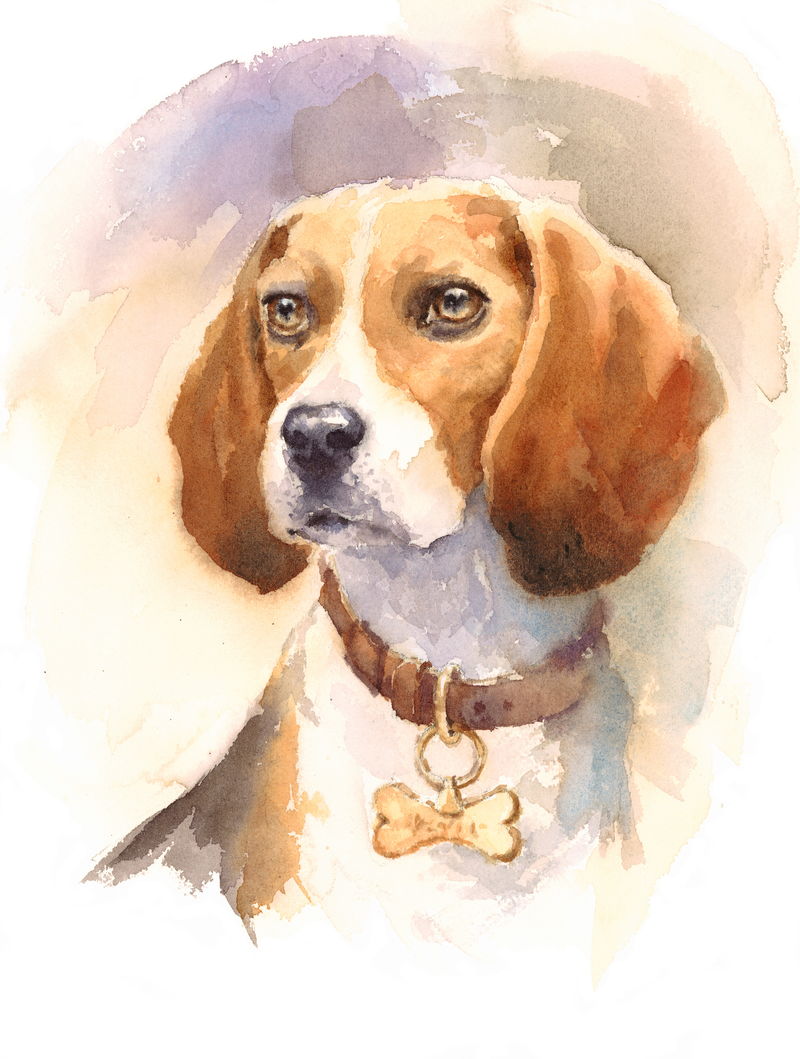 水彩狗比格犬肖像-手绘动物宠物图片，白色背景