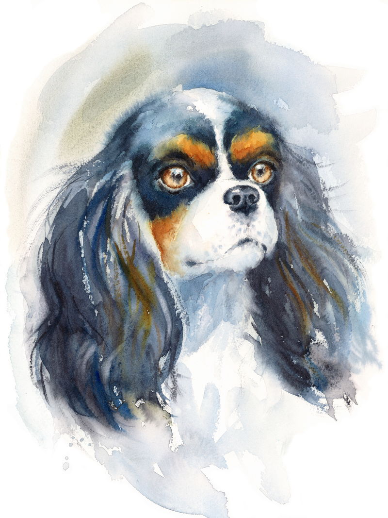 水彩画骑士国王查尔斯猎犬肖像-手绘狗宠物插图