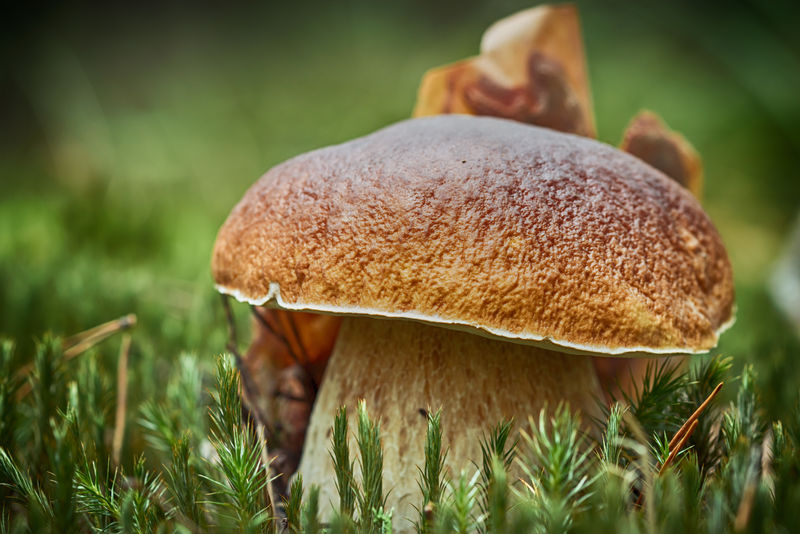 Porcini.Edible，Bolsus.