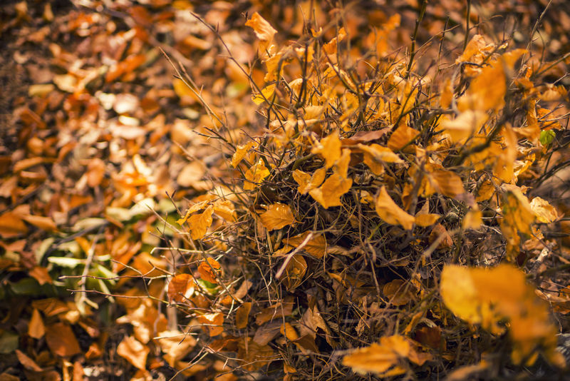 阳光下落在森林地板上的秋叶