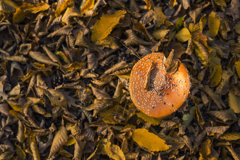 森林地面橡树叶间的橘皮真菌-选择性聚焦-光叶粉虱
