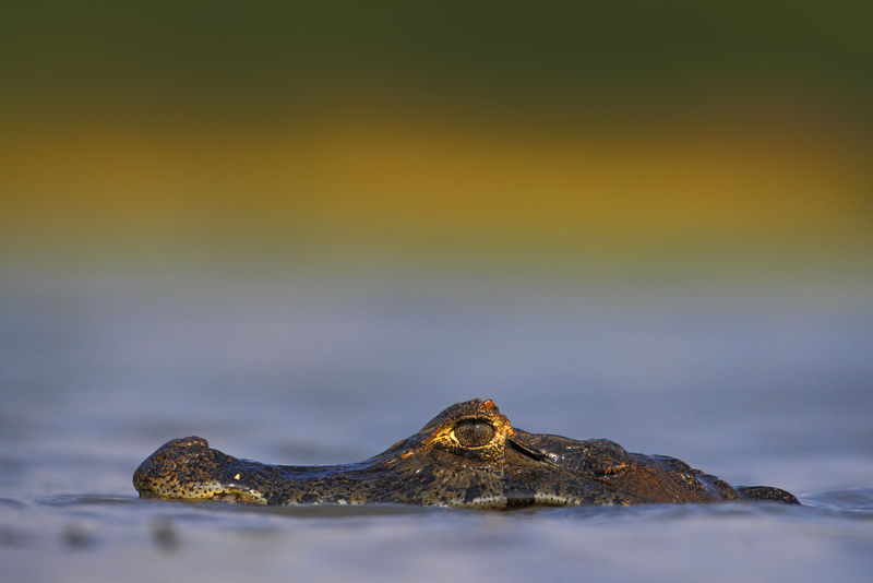 Yacare Caiman，巴西潘塔纳尔，蓝色水面上隐藏的鳄鱼肖像，夕阳下