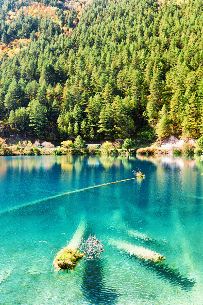 湖水蔚蓝，树干沉入水中