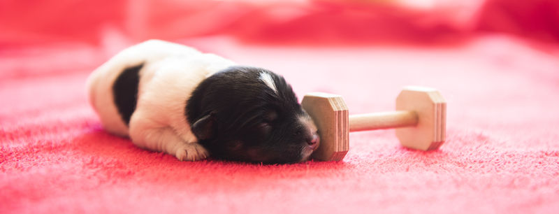 刚出生的杰克罗素小狗-3天大-自己早早训练