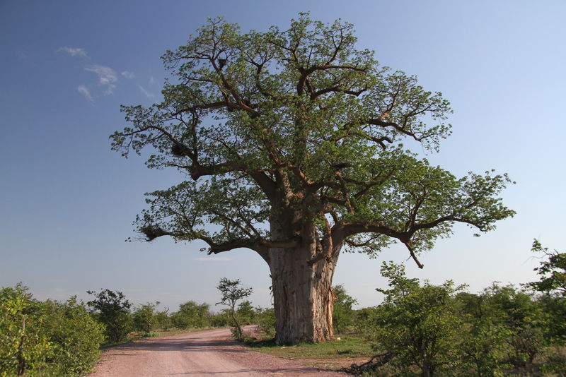 林波波马邦古比国家公园的Baobab，Adansonia Digitata