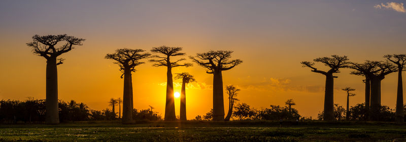 Baobab大道日落全景图