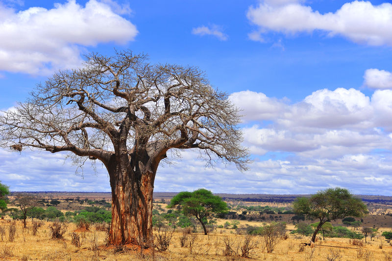 baobab或boab、boaboa、瓶子树、倒立树和猴面包树塔兰吉尔国家公园是坦桑尼亚继ruaha、serengeti、mikumi、katavi和mkomazi之后的第六大国家公园。