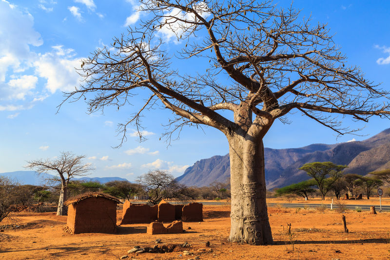 非洲猴面包树环绕的房子
