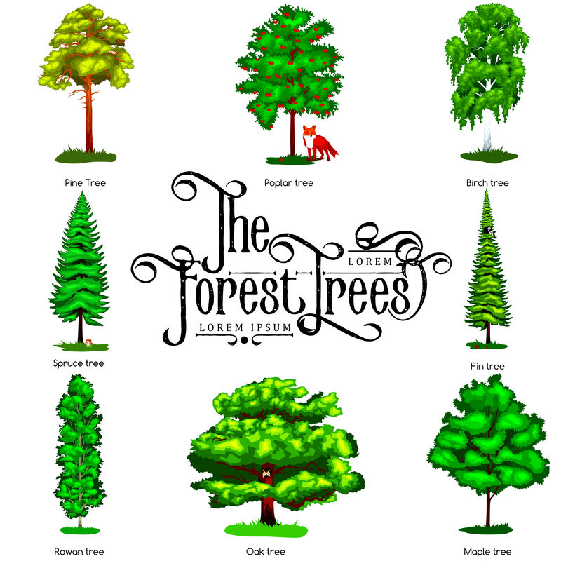 白色背景下隔离的夏季绿色森林树种。卡通矢量树设置在户外公园。公园里的户外树木，有树枝、树叶和树叶。野生森林动植物。