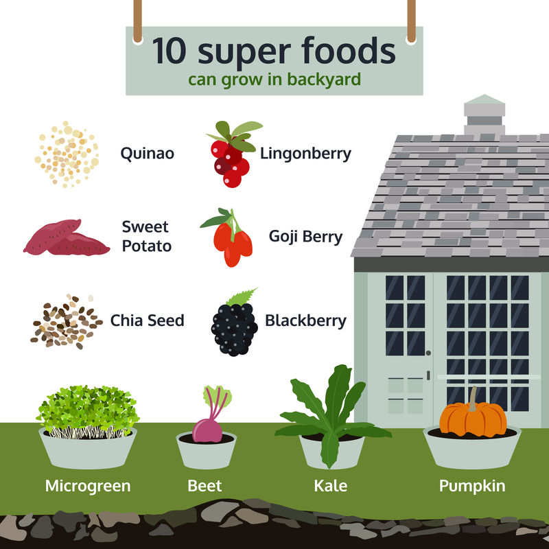10种超级食物可以在后院生长，信息图表食物载体